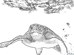 tortuga Pàgines Per Pintar Imprimibles